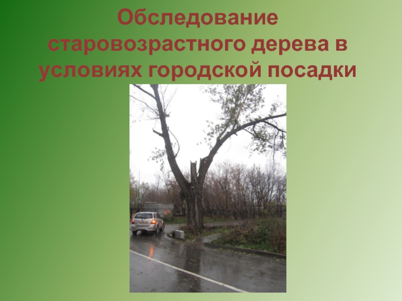 Вековые старовозрастные деревья относятся к памятникам план текста