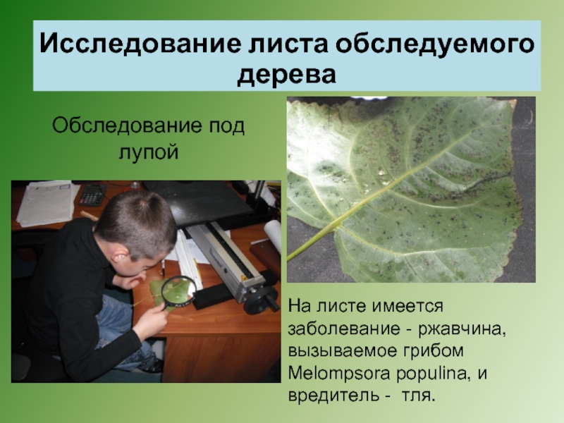 Какая наука изучает листья. Исследование листьев. Лист исследователя технология. Изучение листа человеком. Методы исследования листьев.