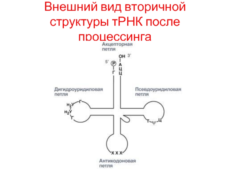 Рассмотрите рисунок и укажите названия процессов обозначенных цифрами 1 и 2 назовите конечный трнк