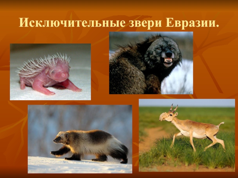 Кто живет в евразии. Животные Евразии. Обитатели Евразии животные. Звери Евразии. Редкие животные Евразии.