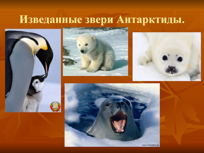 Сообщение о животных антарктиды. Животные Антарктиды презентация. Какие животные в Антарктиде. Животные Антарктиды 1 класс. Кто живёт в Антарктиде из животных.
