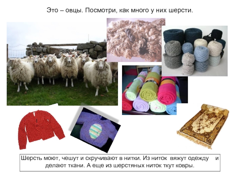 Шерсть народ. Изделия из шерсти овцы. Предметы изготовленные из шерсти овец. Одежда из шерсти овцы. Шерсть овцы.