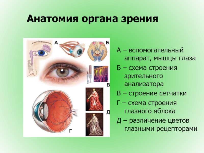 Зрительный анализатор презентация по анатомии