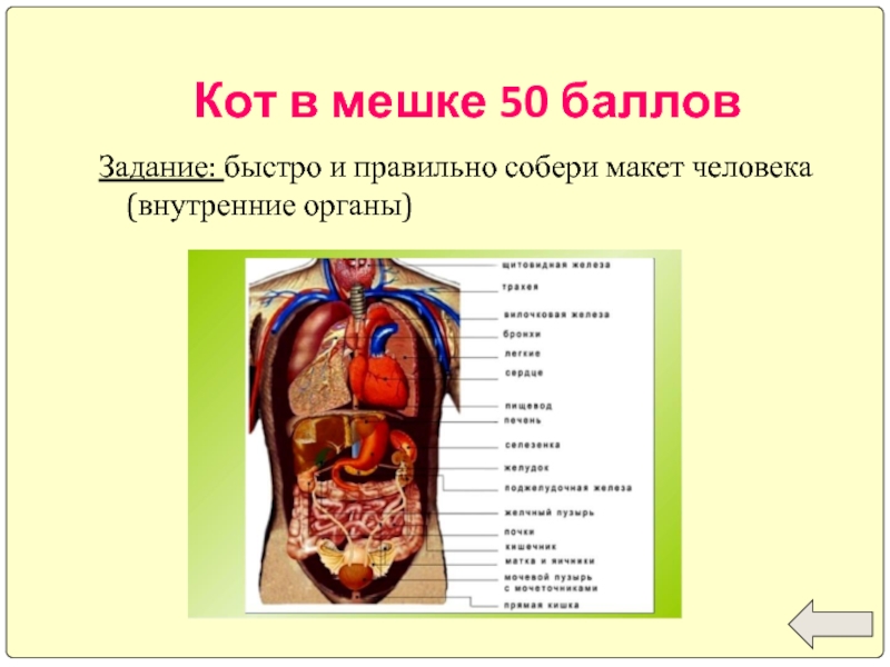 Строение человека внутренние органы фото с надписями женские спереди на русском