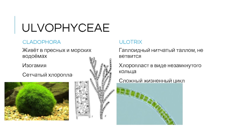 Рассмотрите изображения растений спаржа кладофора цикорий