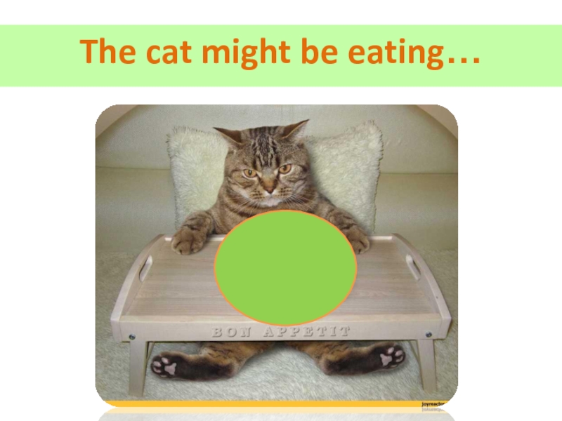 He might be reading. May Cat. Игра May May Cat. Cat is eating. Smart Cat 1 what did i eat?.