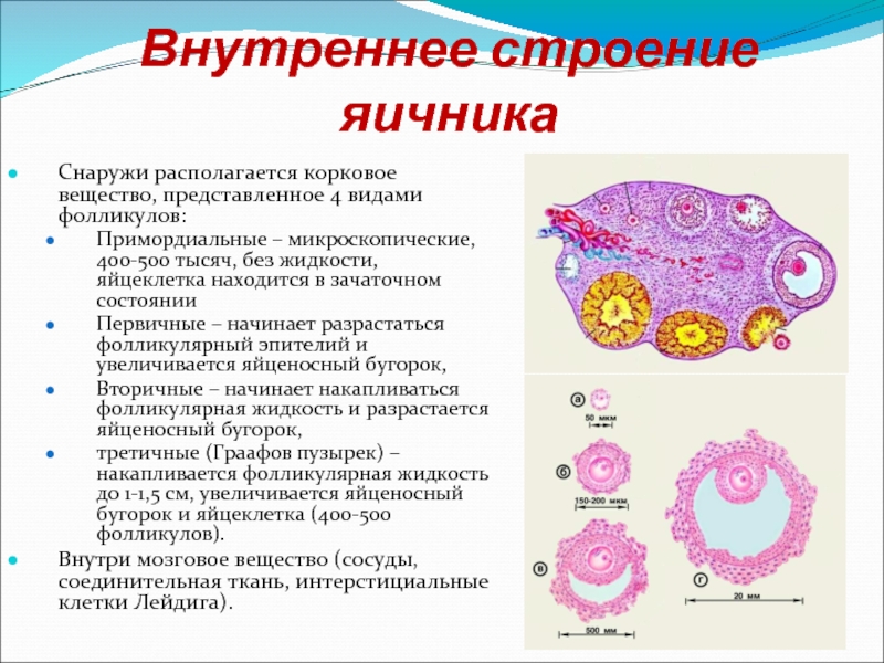2 в яичниках образуются. Эпителий фолликулов яичника. Микроскопическое строение яичника. Строение фолликула яичника. Внутреннее строение яичника.