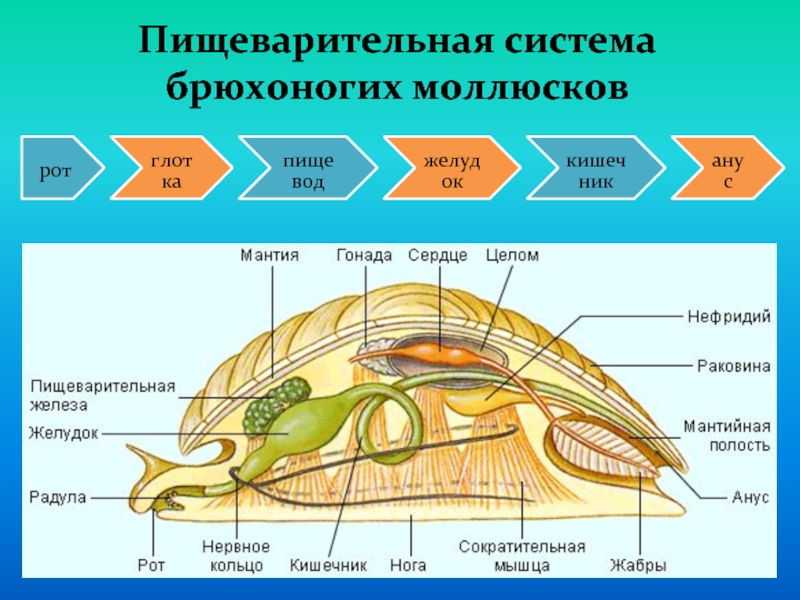 Тело моллюска имеет мантию. Строение пищеварительной системы брюхоногих.
