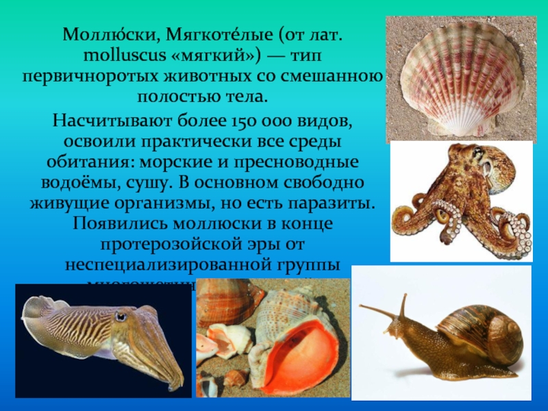 Лучевая симметрия моллюсков. Мягкотелые моллюски. Моллюски среда обитания. Моллюски презентация.