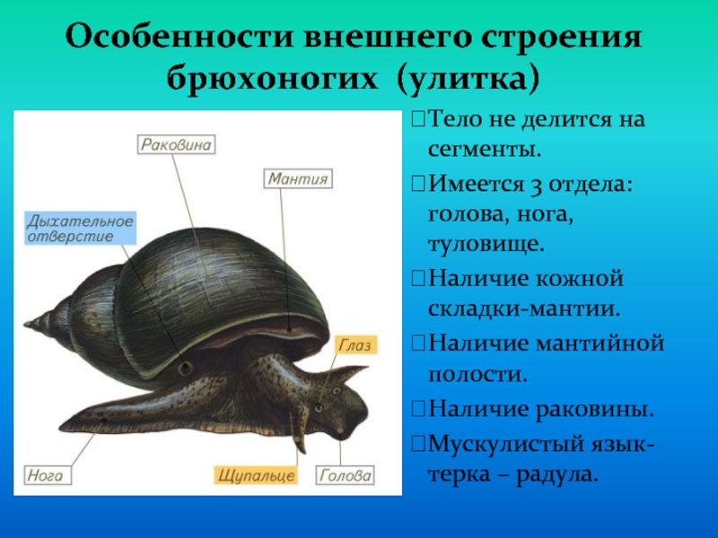 Вторичная полость тела моллюска