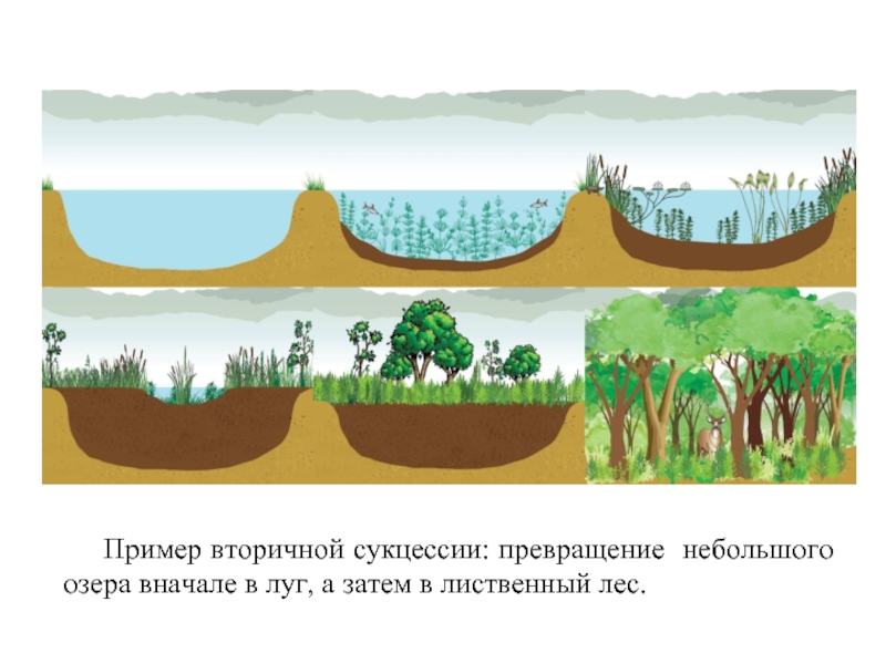 Заболачивание озера сукцессия. Экологической сукцессии в экосистеме. Вторичная сукцессия болото. Сукцессия ЕГЭ. Какой вариант сукцессии представлен на рисунке