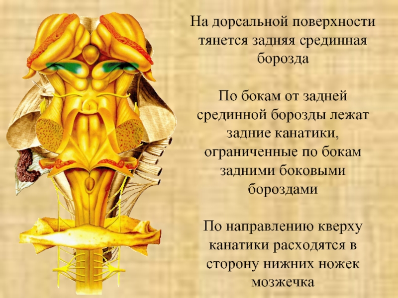 Дорсальной поверхности мозга. Дорсальная поверхность продолговатого мозга. Продолговатый мозг анатомия. Задняя боковая борозда продолговатого мозга. Дорсальная плоскость.