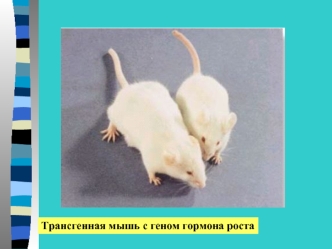 Трансгенная мышь с геном гормона роста