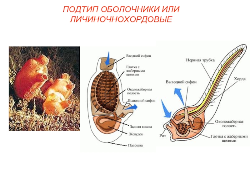 Строение асцидии схема