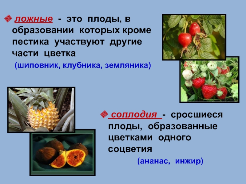 Простые плоды сложные плоды соплодия. Ложные плоды. Истинные и ложные плоды. Растения которые образуют плоды. Ложные плоды у растений.