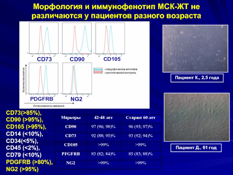 Морфологическая картина и иммунофенотип