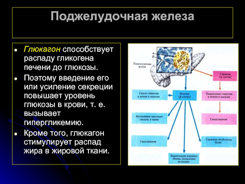 Самые крупные железы организма