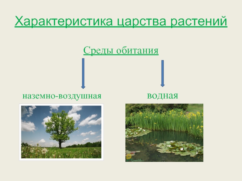 Плаун водная или наземно воздушная. Среда обитания. Среда обитания растений. Растения наземно-воздушной среды. Царство растений.