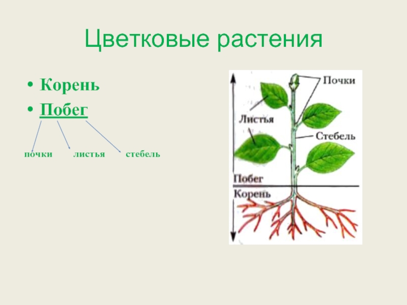 Побег и корень рисунок