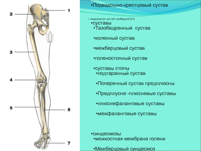 Кости голени соединения. Кости нижней конечности строение. .Кости нижней конечности. Соединения костей нижней конечности. Тип соединения скелета нижних конечностей. Кости нижней конечности анатомия соединения костей.