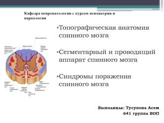 Топографическая анатомия спинного мозга. Сегментарный и проводящий аппарат спинного мозга. Синдромы поражения спинного мозга