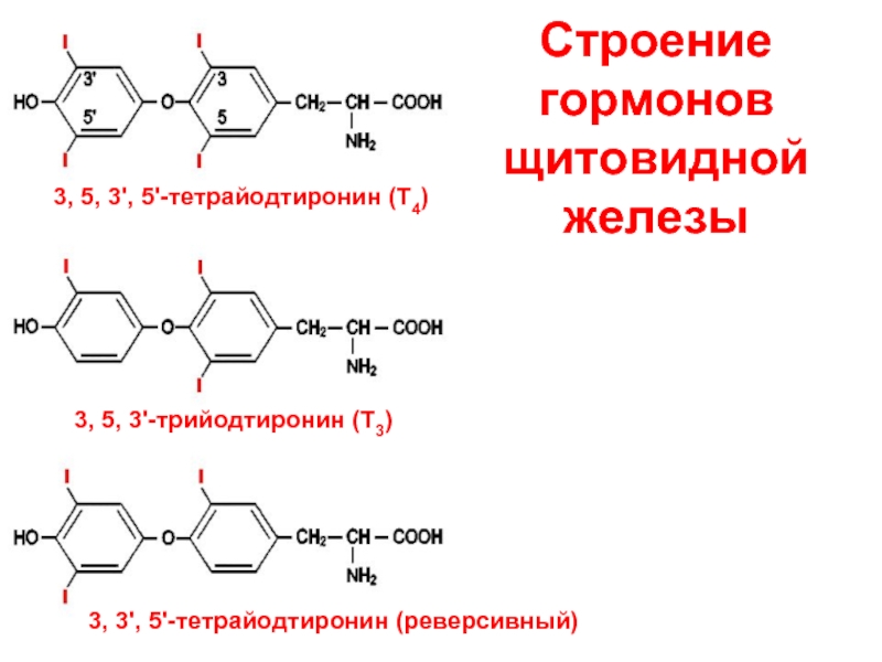 Тироксин функции гормона. Тетрайодтиронин (тироксин, т4) функция. Синтез гормона т3. Трийодтиронин гормон формула. Трийодтиронин строение биохимия.