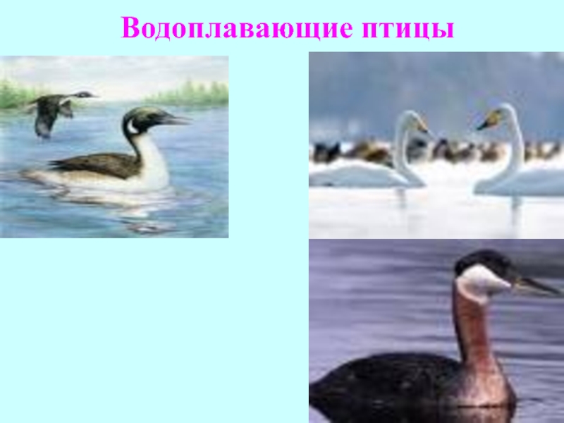 Особенности водоплавающих птиц. Водоплавающие птицы строение. Особенности внешнего строения водоплавающих птиц. Водоплавающие птицы Керченского пролива. Водоплавающие птицы из теста.