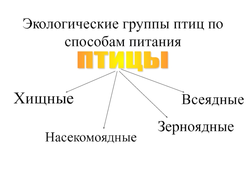 Экологические группы. Экологические группы птиц по способам питания. Экологические группы птиц Насекомоядные. Экологические группы животных по питанию. Экологические группы птиц всеядные.