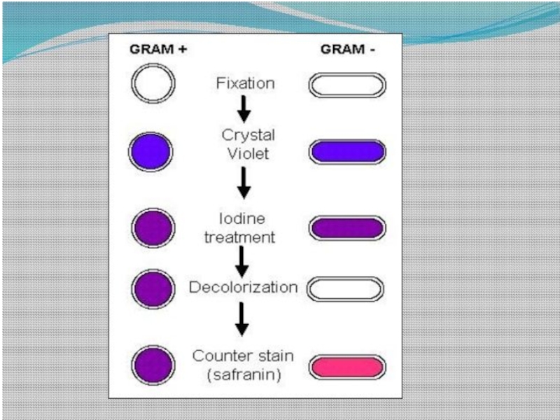 Gram-staining