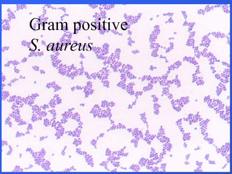 Gram positive S. aureus