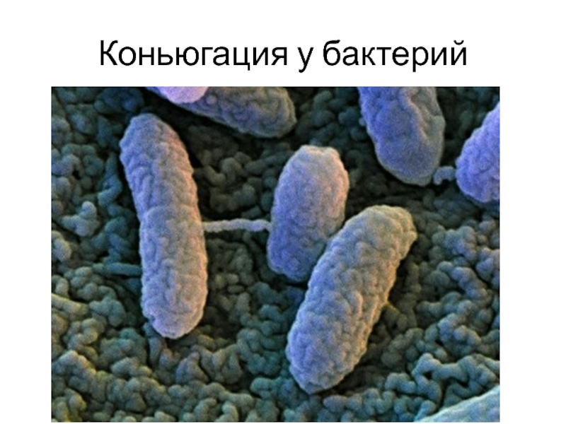 Коньюгация у бактерий