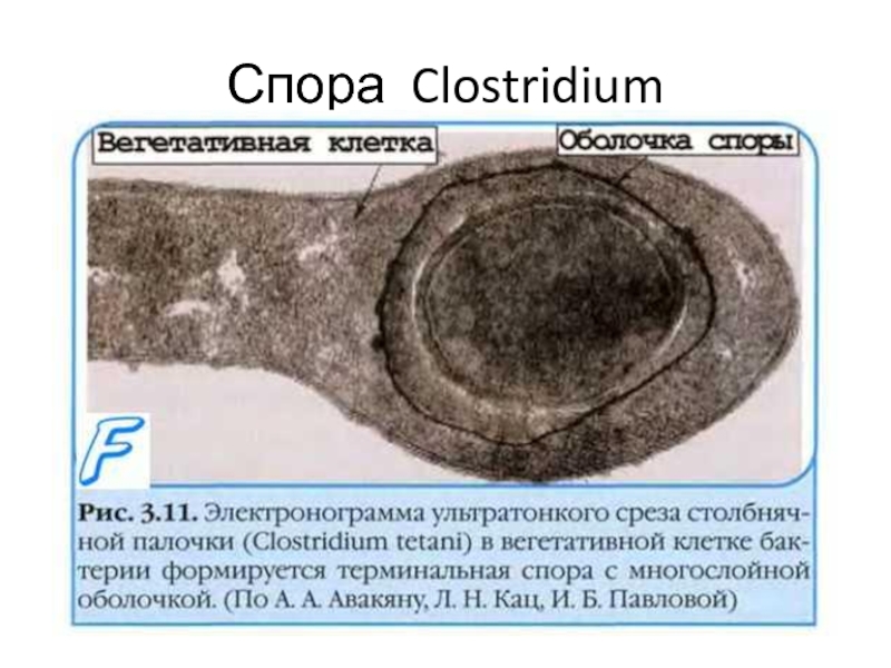 Спора Clostridium