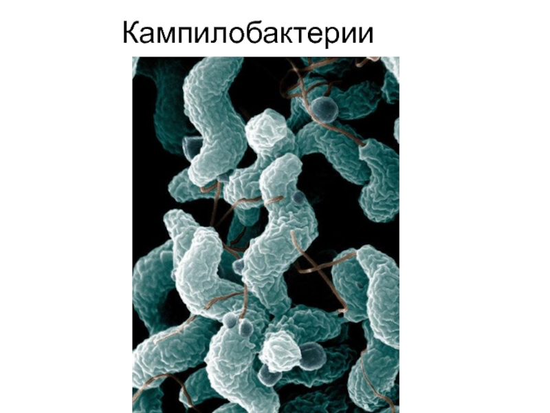 Кампилобактерии
