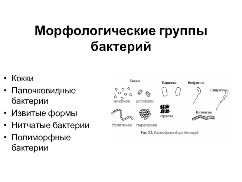 Морфологические группы бактерий  Кокки Палочковидные бактерии Извитые формы Нитчатые бактерии Полиморфные бактерии