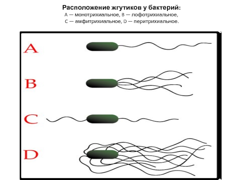 Расположение жгутиков у бактерий: A — монотрихиальное, B — лофотрихиальное,  C