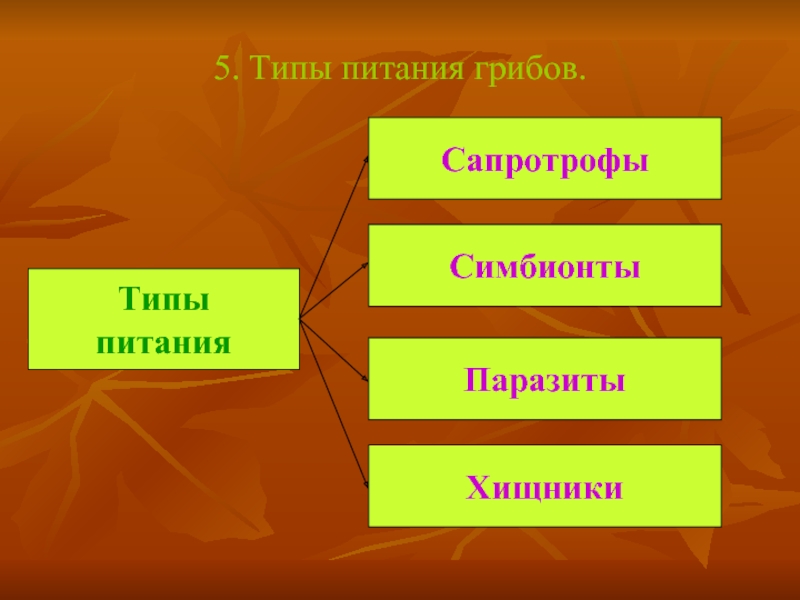 Тип питания паразитов. Тип питания грибов. Сапротрофы Тип питания. Типы питания грибов сапротрофы. Грибы сапротрофы Тип питания.