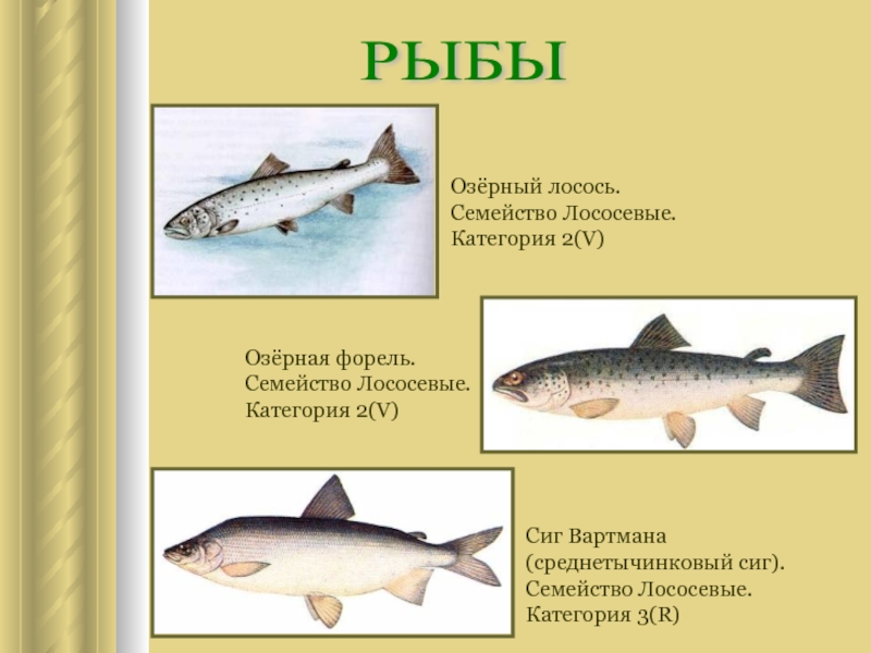 Семейства рыб. Форель рыба семейства лососевых. Сиг семейство лососевых. Семейство лососевых боковая линия. Рыба семейства лососевых Озерная.