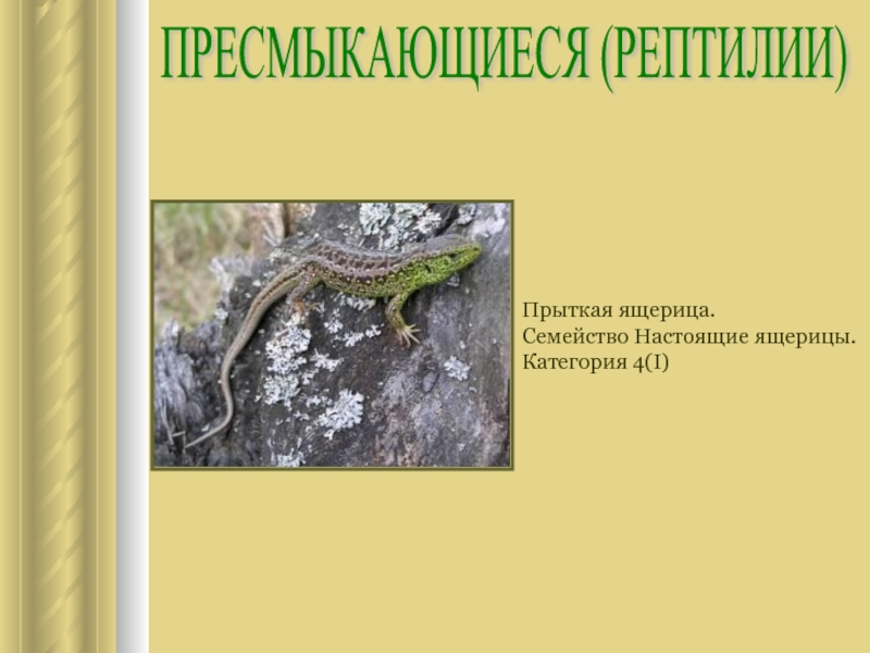 Установите соответствие между признаком прыткой ящерицы. Семейство настоящие ящерицы. Прыткая ящерица красная книга. Систематика ящерицы прыткой. Прыткая ящерица настоящие ящерицы.