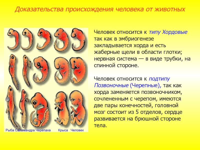 Доклад: Проблема происхождения хордовых