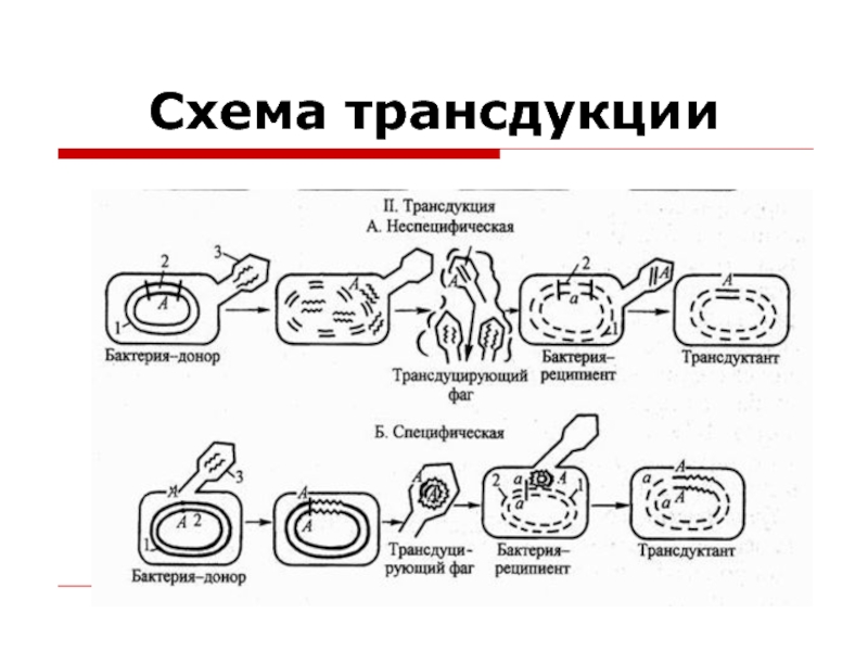 Бактерия донор. Размножение бактерий трансдукция. Абортивная трансдукция бактерий. Трансформация и трансдукция у бактерий. Специфическая трансдукция.