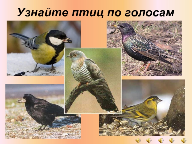 Опознать птицу по фото онлайн