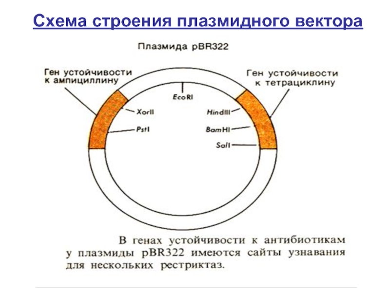 Схематическое изображение гена