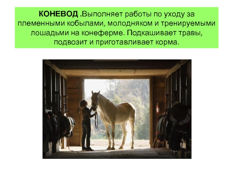 КОНЕВОД .Выполняет работы по уходу за племенными кобылами, молодняком и тренируемыми лошадьми