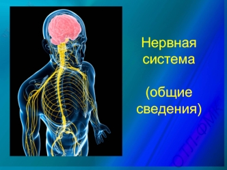 Нервная система (общие сведения)