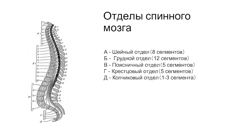 Отделы позвоночника схема