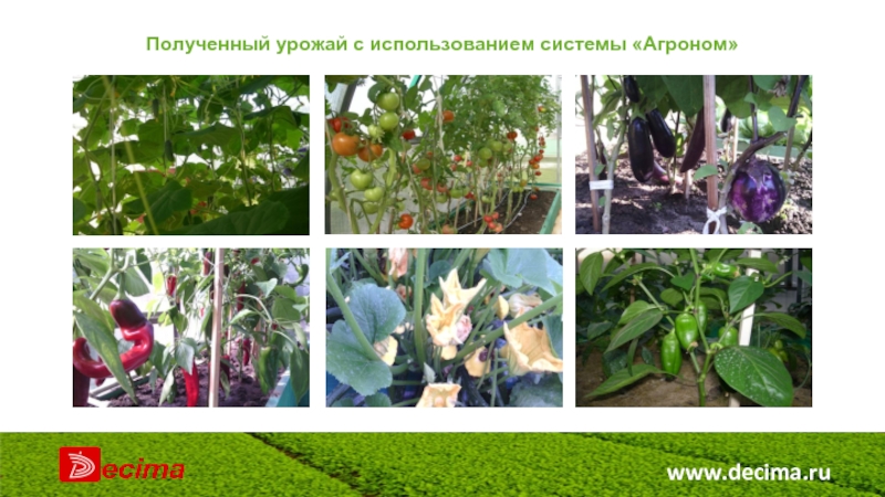 www.decima.ru Полученный урожай c использованием системы «Агроном»