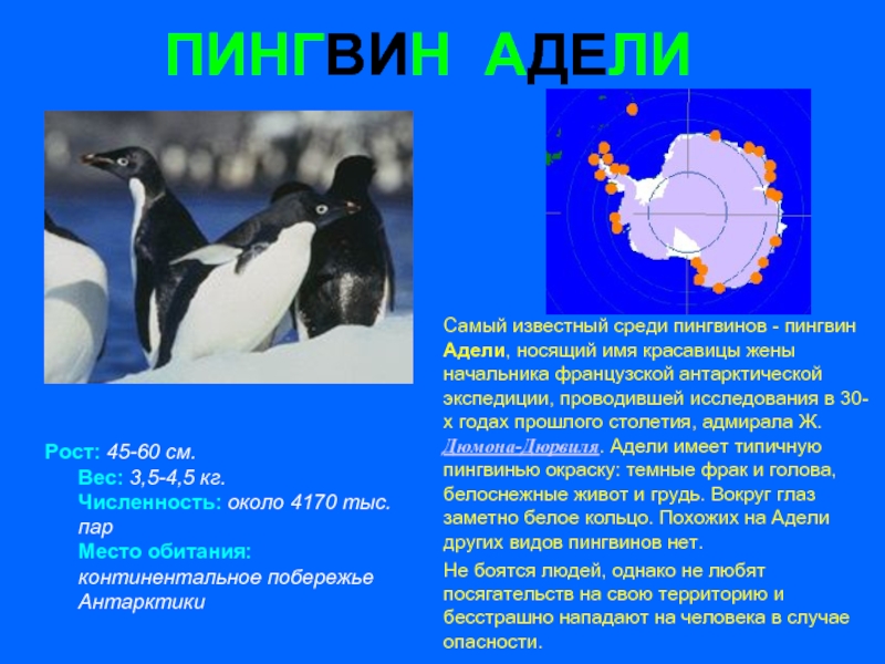 Где живут пингвины на каком материке