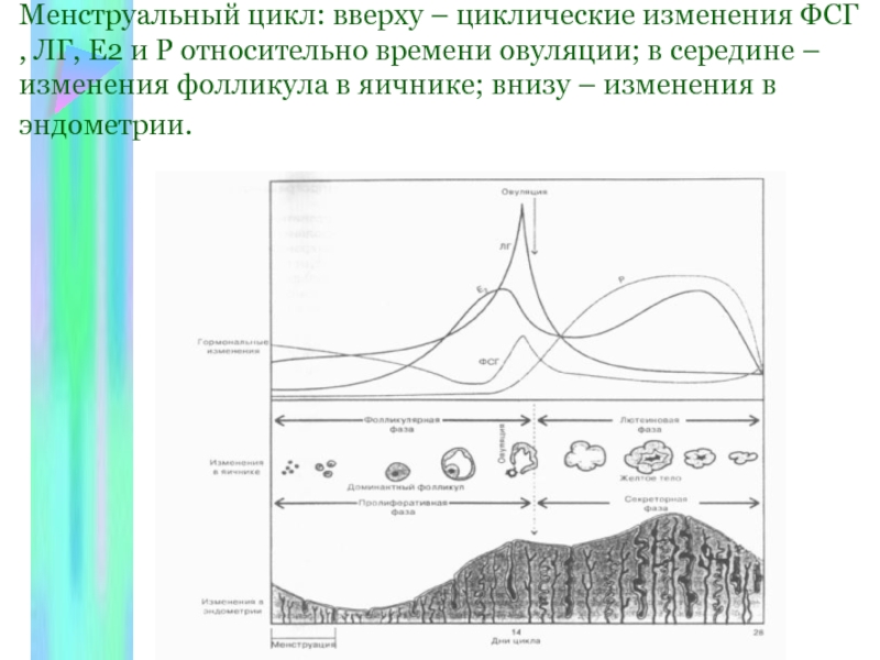 Циклические изменения. Циклические изменения в эндометрии. Менструальный цикл.циклические изменения в эндометрии. Менструальный цикл циклические изменения в яичниках эндометрии. ЛГ И ФСГ В менструальном цикле схема.