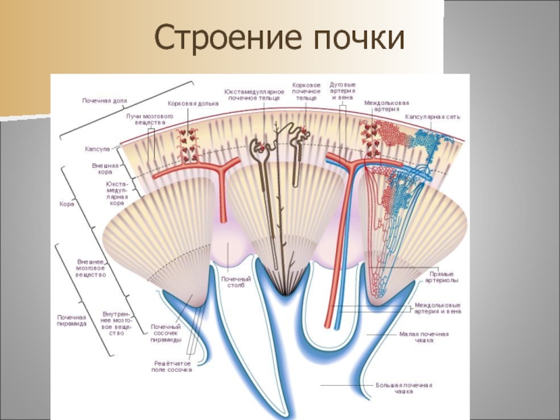 Строение 7. Форникальный аппарат почки анатомия. Строение почечной дольки. Долька почки строение. Строение форникального аппарата почки.