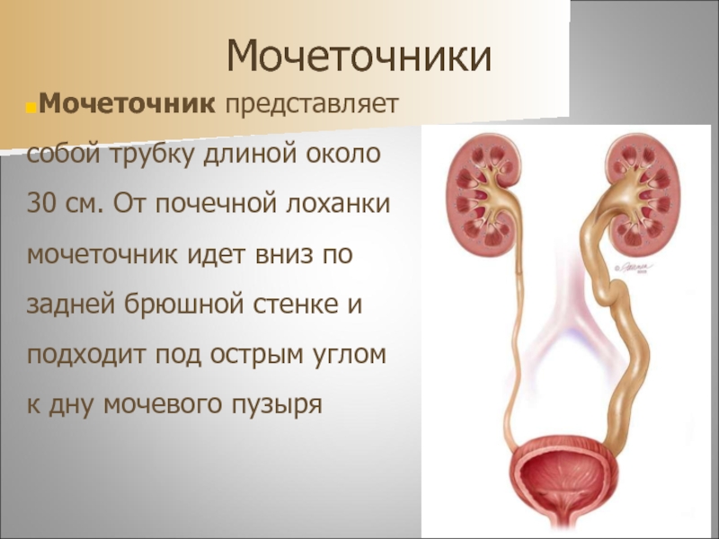 Мочеточник на картинке